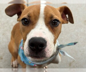 Mutt Dogs for adoption in Tulsa, OK, USA
