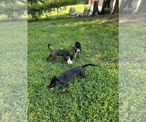 Medium Photo #4 Labrador Retriever-Unknown Mix Puppy For Sale in Thomasville, NC, USA