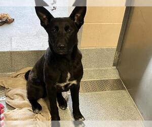 German Shepherd Dog Dogs for adoption in Orange, CA, USA