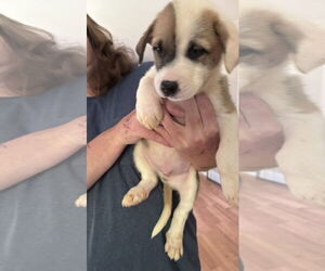 Huskies -Retriever Mix Dogs for adoption in Holly Springs, NC, USA