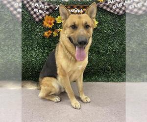 German Shepherd Dog-Unknown Mix Dogs for adoption in Grasswood, Saskatchewan, Canada