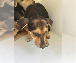 German Shepherd Dog-Unknown Mix Dogs for adoption in Houston, TX, USA