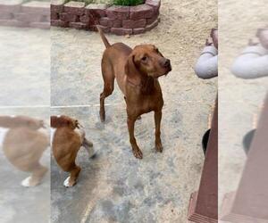 Vizsla Dogs for adoption in Union Beach, NJ, USA