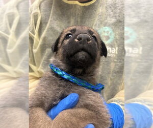 Mutt Dogs for adoption in Las Vegas, NV, USA