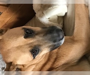 Black Mouth Cur-Labrador Retriever Mix Dogs for adoption in westminster, CO, USA