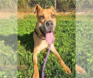 American Pit Bull Terrier Dogs for adoption in Sacramento, CA, USA