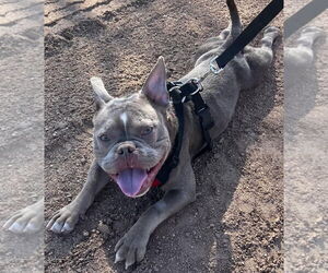 American French Bull Terrier Dogs for adoption in Chandler, AZ, USA