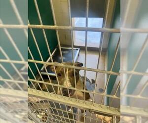 American Pit Bull Terrier-Unknown Mix Dogs for adoption in Texas City, TX, USA