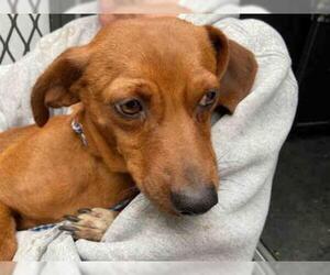 Dachshund Dogs for adoption in Hanford, CA, USA