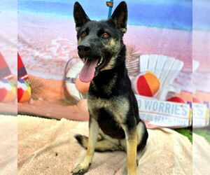 German Shepherd Dog-Unknown Mix Dogs for adoption in Long Beach, CA, USA
