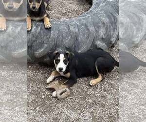 Mutt Dogs for adoption in MIDWAY, UT, USA