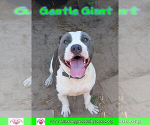 American Bulldog Dogs for adoption in Pensacola, FL, USA