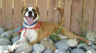 Labrador Retriever-Unknown Mix Dogs for adoption in Grass Valley, CA, USA