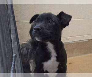 Mutt Dogs for adoption in Martinez, CA, USA