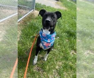 American Pit Bull Terrier-Unknown Mix Dogs for adoption in Louisville, KY, USA
