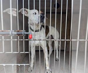 American Pit Bull Terrier-Unknown Mix Dogs for adoption in Oklahoma City, OK, USA