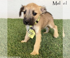 Jack Russell Terrier-Unknown Mix Dogs for adoption in San Diego, CA, USA