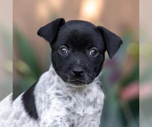 Jack Russell Terrier-Unknown Mix Dogs for adoption in San Diego, CA, USA