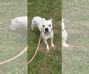 Boxer-Unknown Mix Dogs for adoption in Rustburg, VA, USA