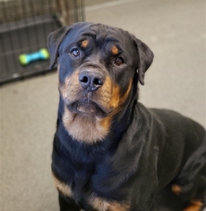 Rottweiler Dogs for adoption in FAIRLAWN, OH, USA