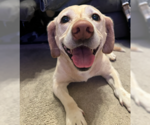 Labrador Retriever Dogs for adoption in Denton, TX, USA