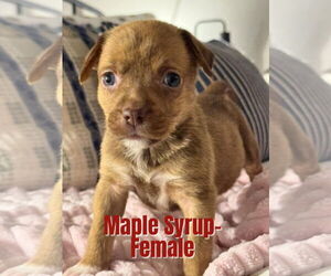 Mutt Dogs for adoption in New London, WI, USA