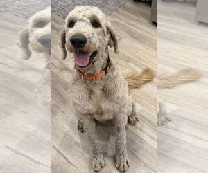Poodle (Standard)-Unknown Mix Dogs for adoption in Valrico, FL, USA