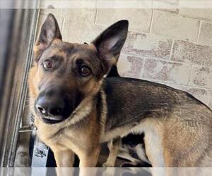 German Shepherd Dog Dogs for adoption in San Bernardino, CA, USA