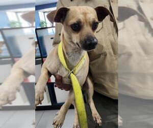 Chihuahua Dogs for adoption in Temple, TX, USA