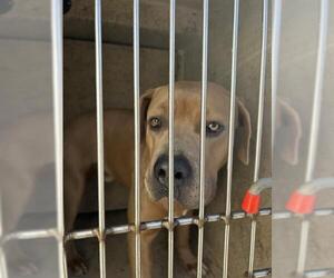 American Pit Bull Terrier Dogs for adoption in Oklahoma City, OK, USA