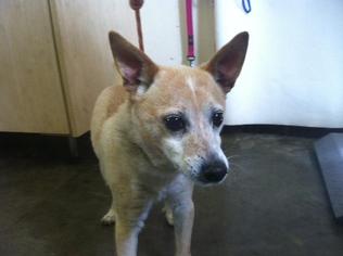 Basenji-Chihuahua Mix Dogs for adoption in Camarillo, CA, USA
