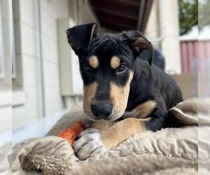 Chinese Shar-Pei-Great Dane Mix Dogs for adoption in Lodi, CA, USA