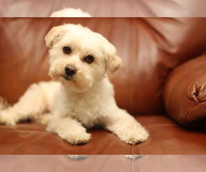 Maltipoo Dogs for adoption in Yuba City, CA, USA