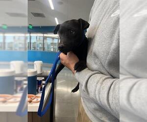 Mutt Dogs for adoption in San Martin, CA, USA