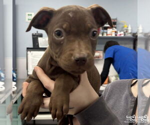 Mutt Dogs for adoption in Washington, DC, USA