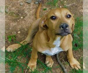 Mutt Dogs for adoption in Benton, AR, USA