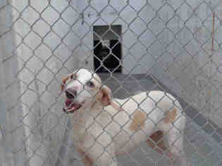 Medium Photo #1 Treeing Walker Coonhound-Unknown Mix Puppy For Sale in Gainesville, FL, USA