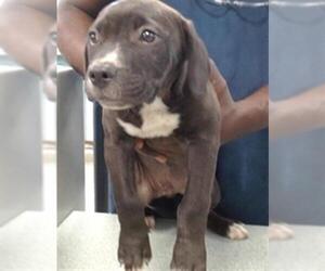 American Pit Bull Terrier Dogs for adoption in Oklahoma City, OK, USA