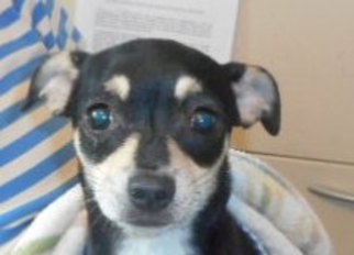 Chihuahua-Unknown Mix Dogs for adoption in Yucaipa, CA, USA