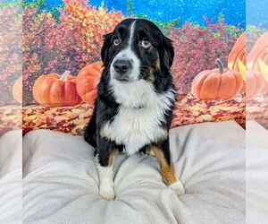 Australian Shepherd Dogs for adoption in Vail, AZ, USA