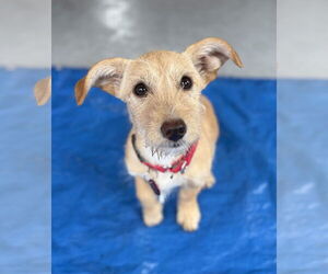 Labrador Retriever-Unknown Mix Dogs for adoption in Wakefield, RI, USA