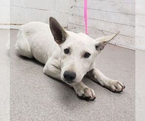 German Shepherd Dog-Unknown Mix Dogs for adoption in San Bernardino, CA, USA