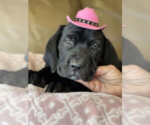 Mutt Dogs for adoption in Goodyear, AZ, USA