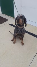 Coonhound Dogs for adoption in Mt. Gilead, OH, USA