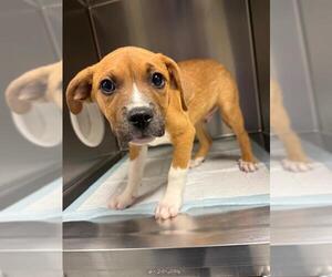 American Pit Bull Terrier-Unknown Mix Dogs for adoption in Conroe, TX, USA