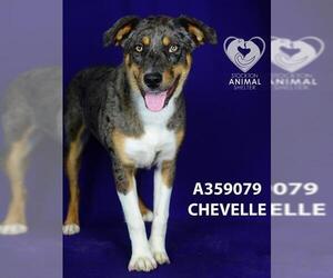 Mutt Dogs for adoption in Stockton, CA, USA