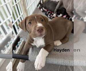 American Pit Bull Terrier-American Staffordshire Terrier Mix Dogs for adoption in Cave Creek, AZ, USA