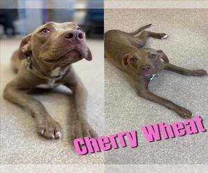 American Pit Bull Terrier-Unknown Mix Dogs for adoption in Saginaw, MI, USA