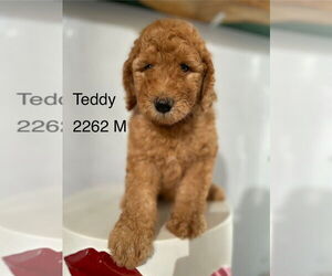 Golden Retriever Dogs for adoption in Studio City, CA, USA