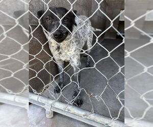 Mutt Dogs for adoption in Las Vegas, NM, USA